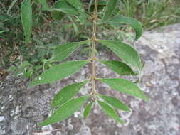 Plancia ëd Notelaea longifolia Vent.