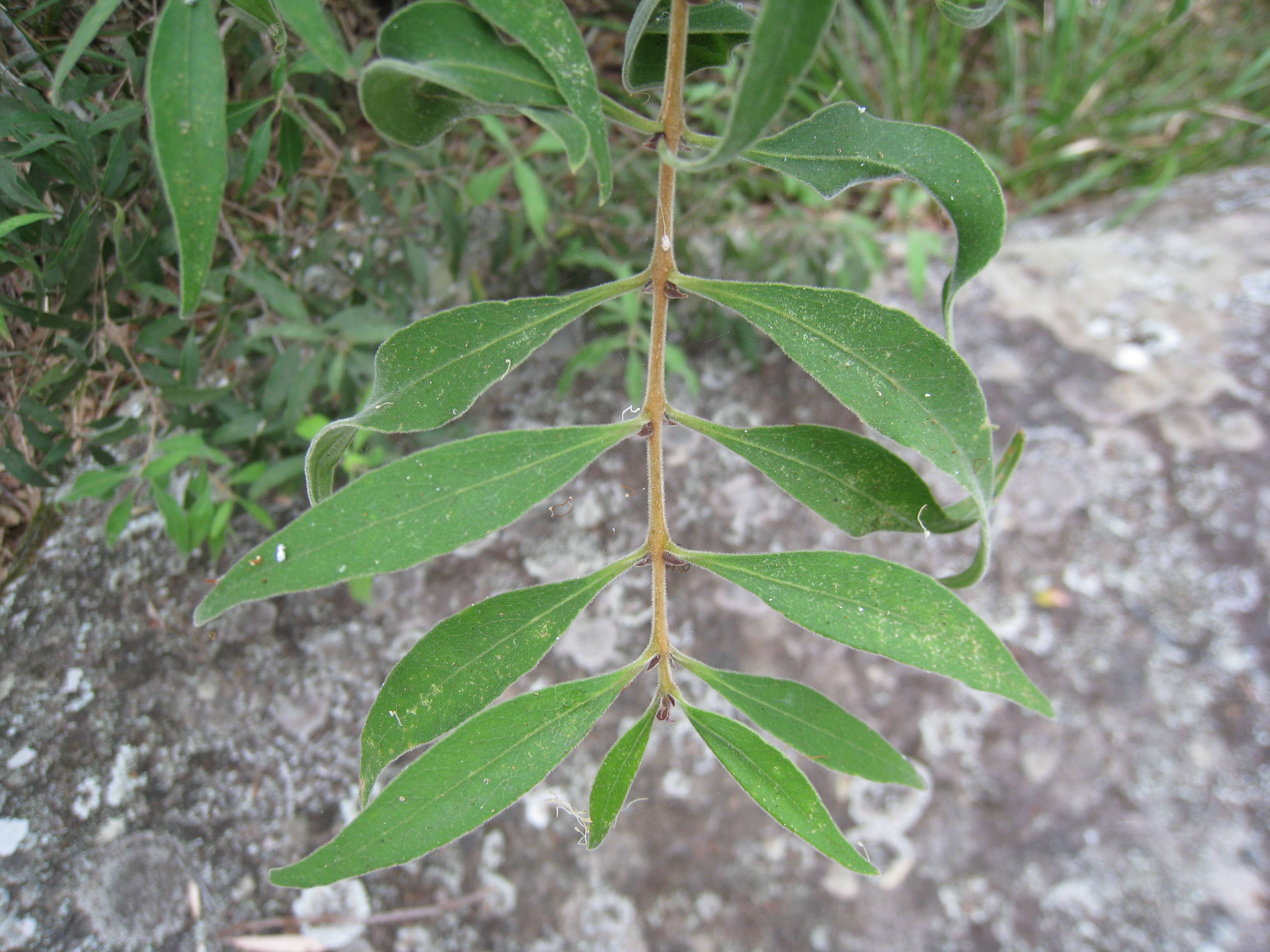 Image de Notelaea longifolia Vent.