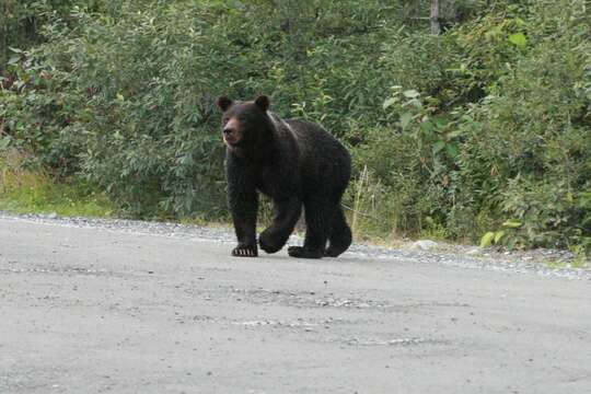 Image of grizzly bear