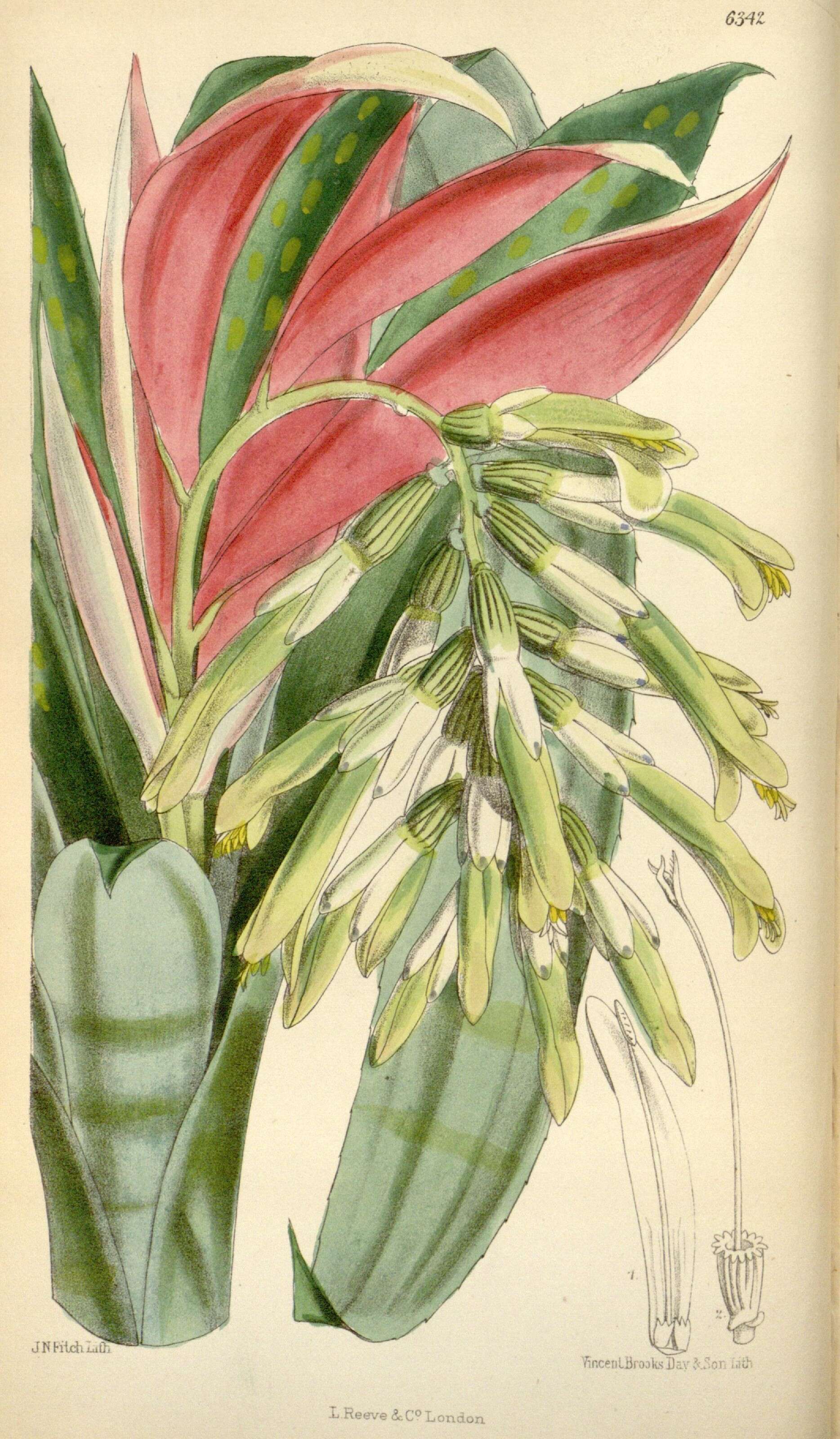 Image of Bromeliaceae