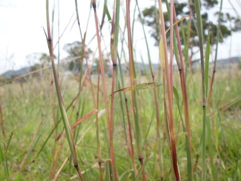 Image of beardgrass