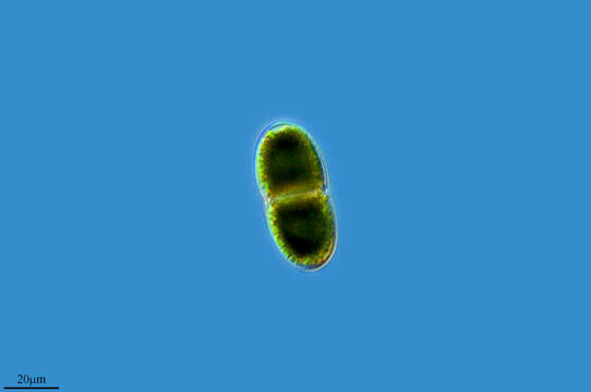 Image of Cosmarium cucumis