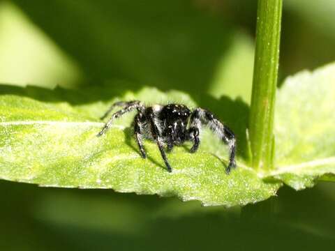 Carrhotus xanthogramma (Latreille 1819) resmi