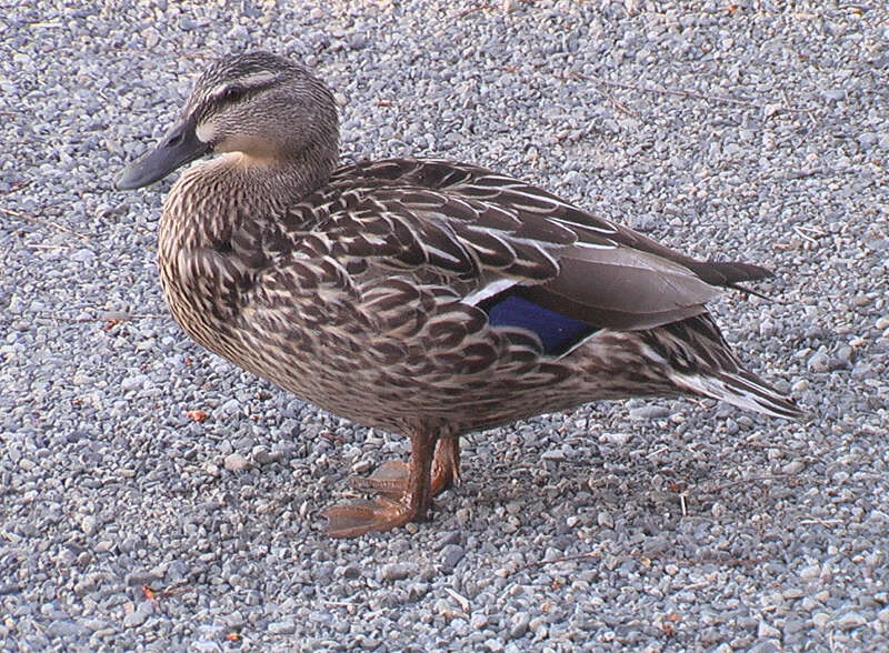 Image of Common Mallard