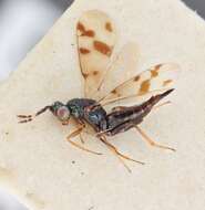 Image of eulophid wasps
