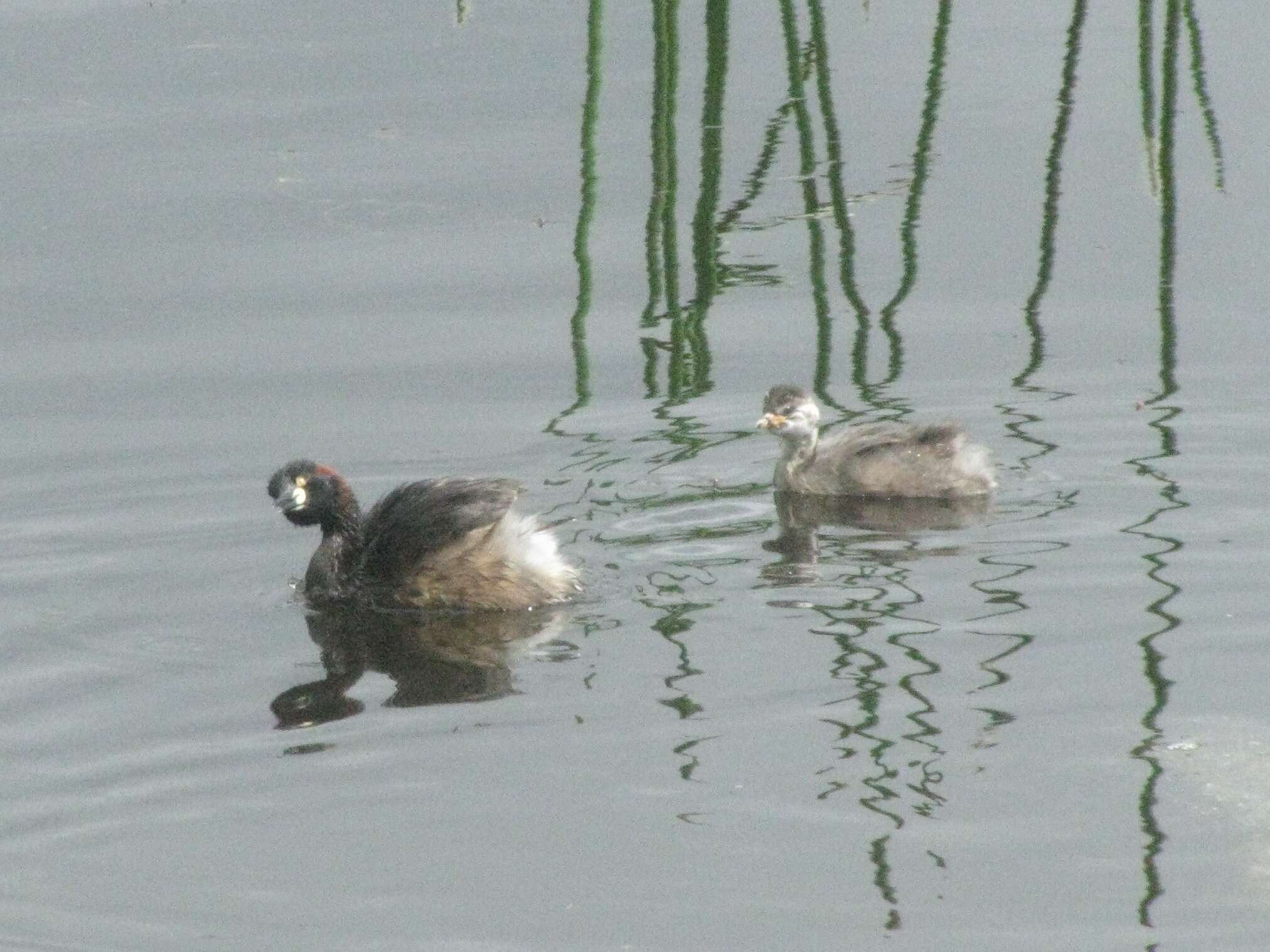 Image of Australasian Grebe