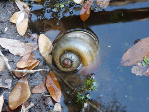 Image of Channeled Applesnail