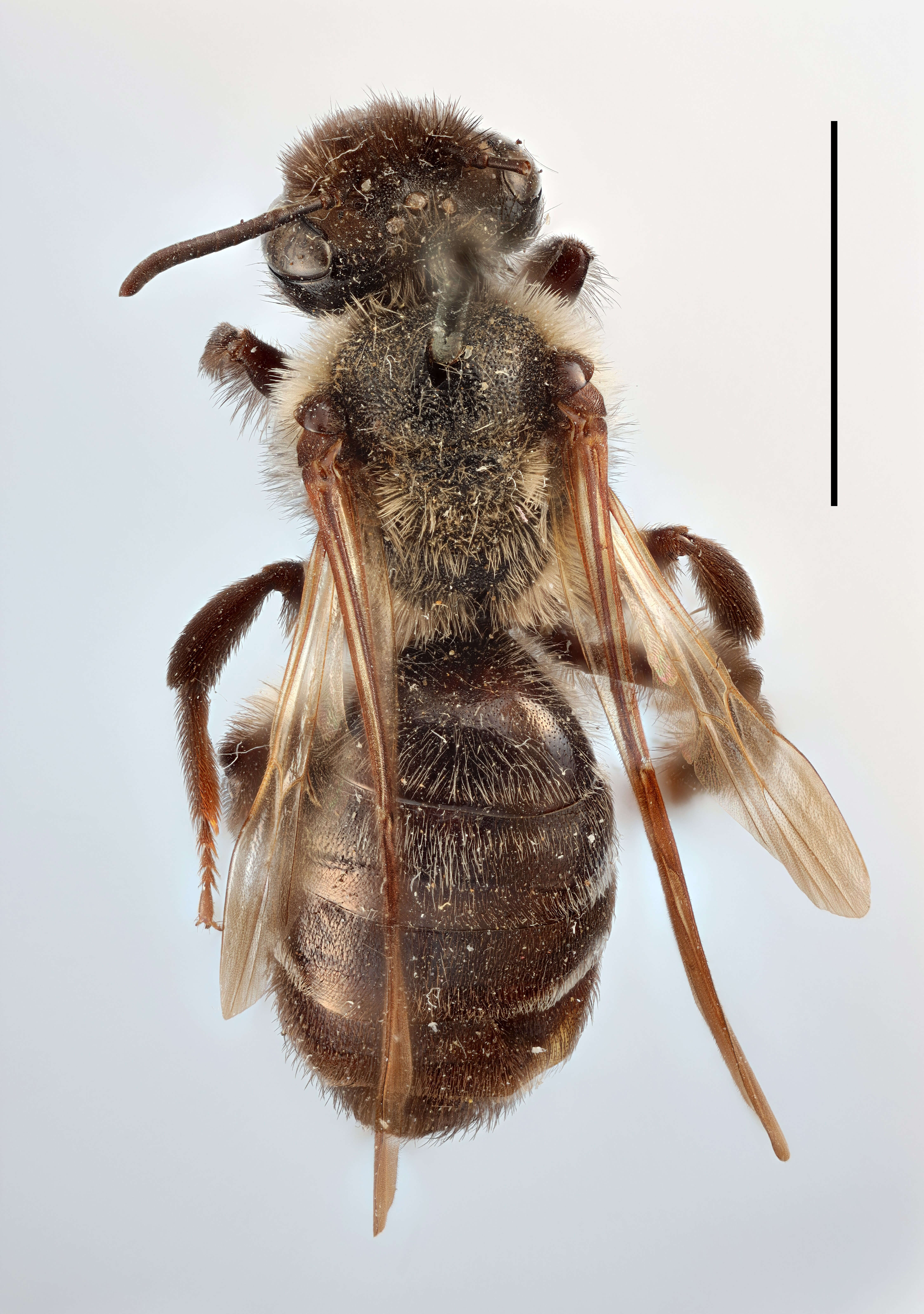 Image of Andrena pilipes Fabricius 1781