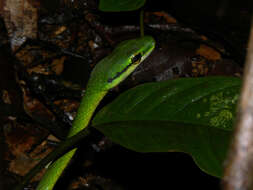 Image of Irregular Green Snake