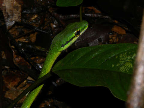 Image of Cope's Parrot Snake