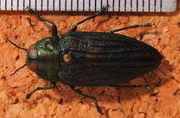 Image of Megactenodes unicolor (Gory & Laporte 1837)