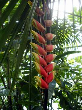 Image of false bird of paradise