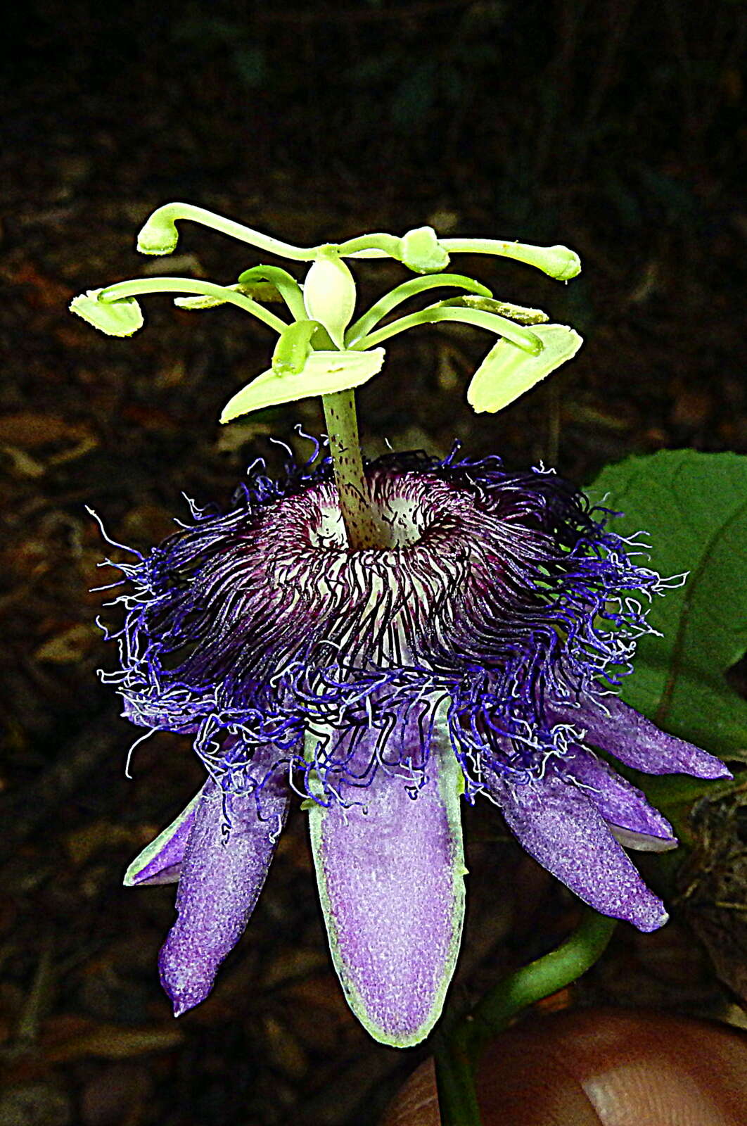 Image of Passiflora cacao Bernacci & M. M. Souza