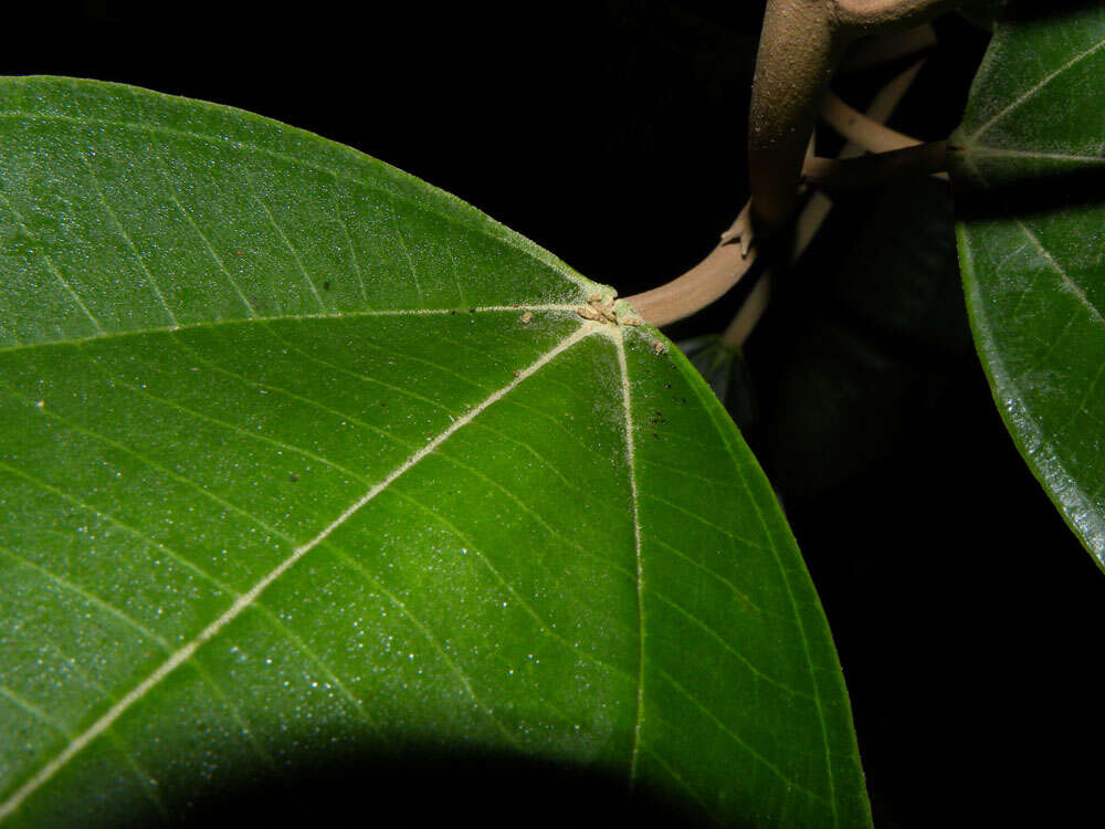 Image of Miconia argentea (Sw.) DC.