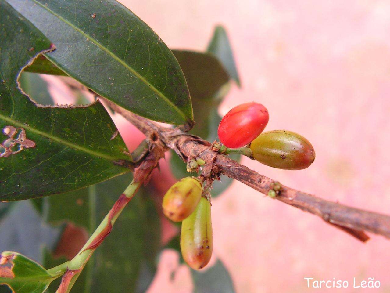 Image of Erythroxylum mucronatum Benth.