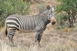 Image of Equus zebra