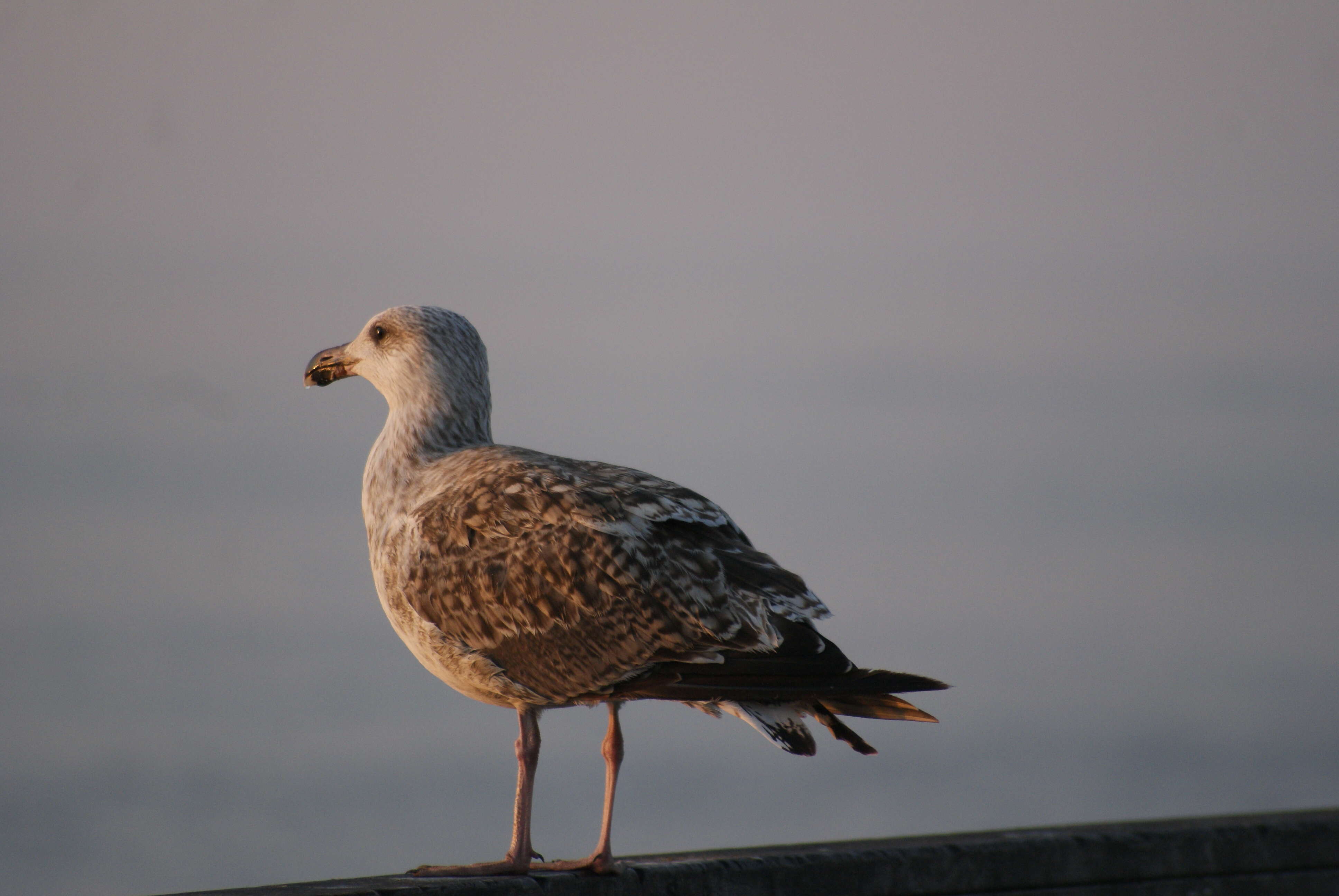 Image of Great Black-backed Gull