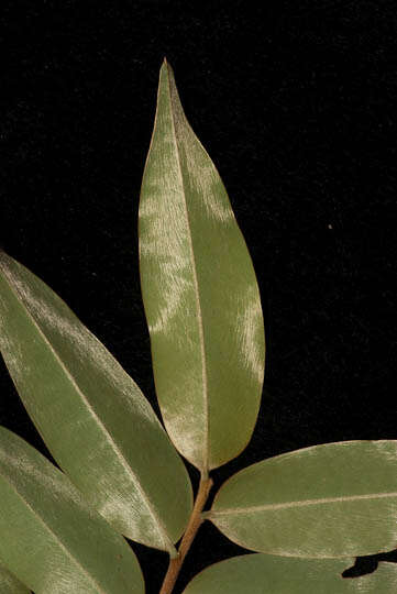 Image of xylopia