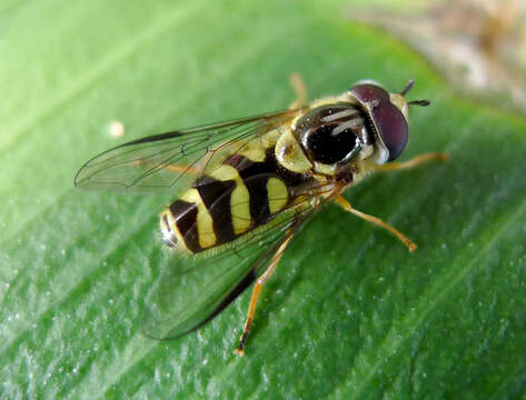 Image of Dasysyrphus albostriatus (Fallen 1817)