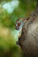 Image of sportive lemurs