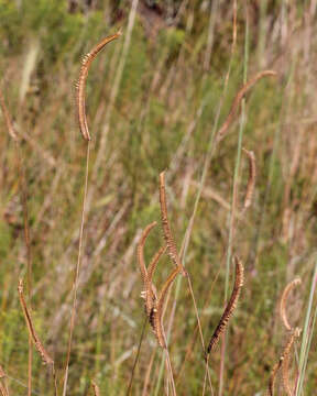 Image of toothache grass