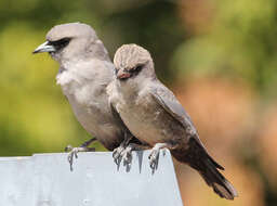 Image of Black-faced Woodswallow