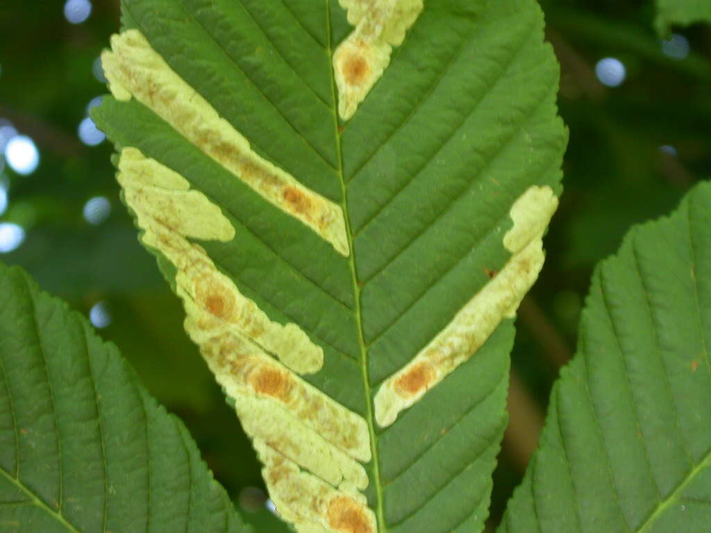 Image of horse-chestnut leaf miner