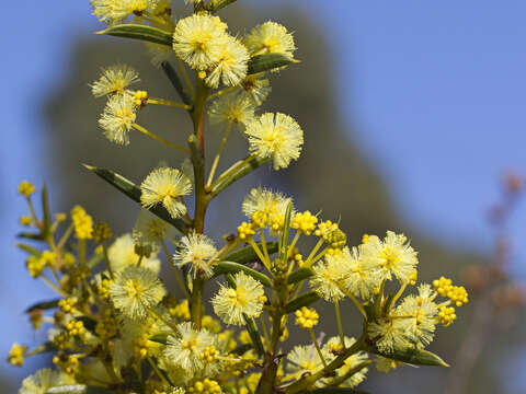 Image of early wattle