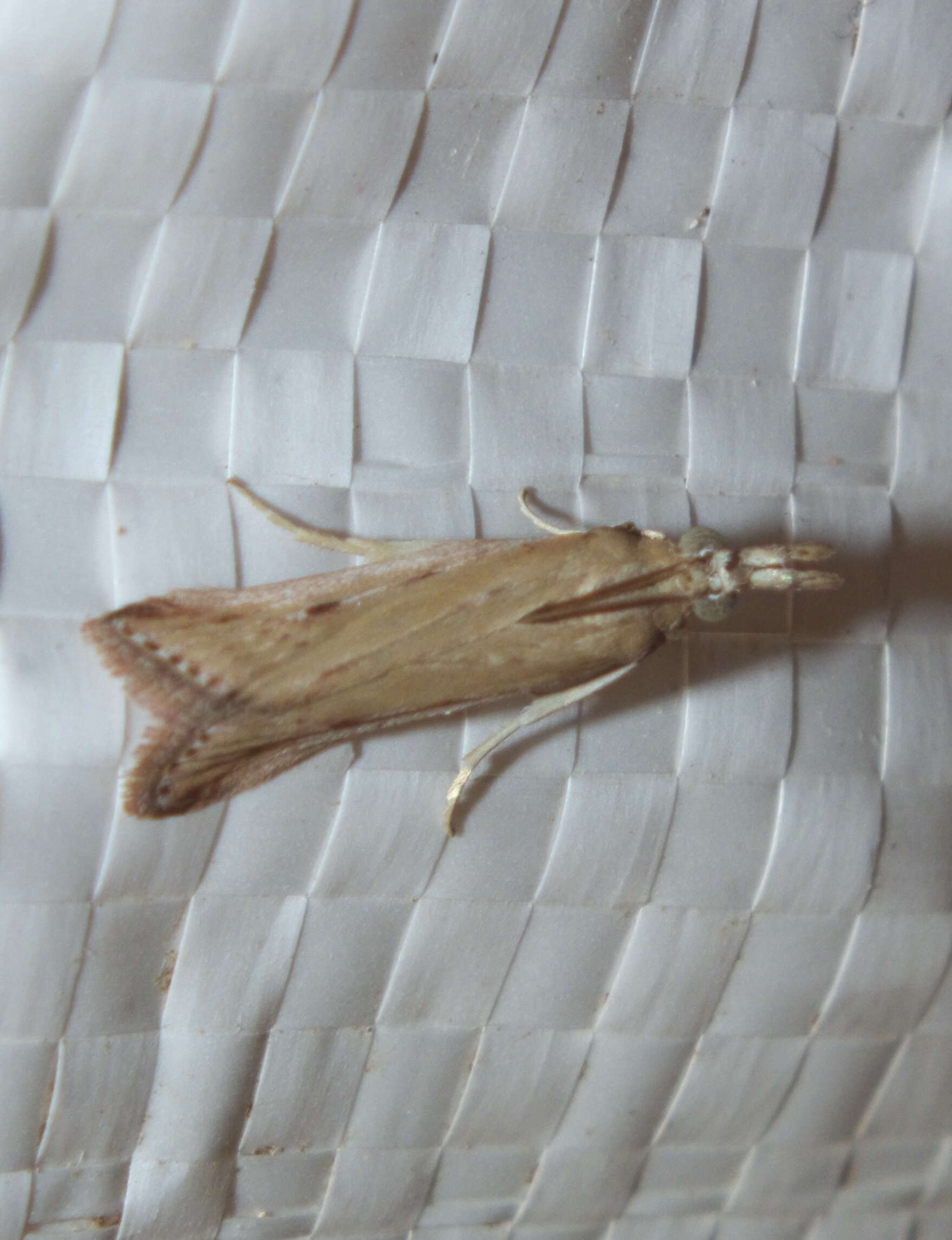 Image of twirler moths