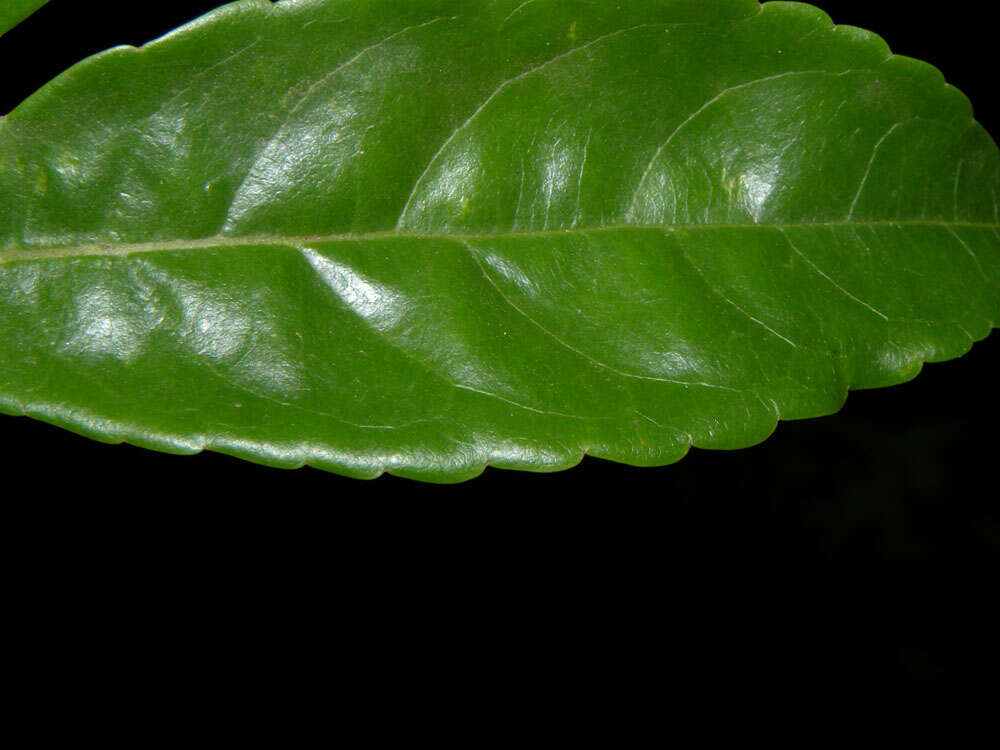 Image of Anthodiscus chocoensis Prance