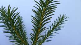 Image of heath-leaf banksia