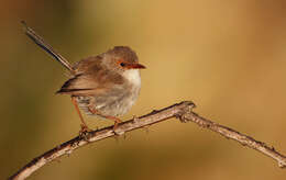 Image of fairywrens and relatives