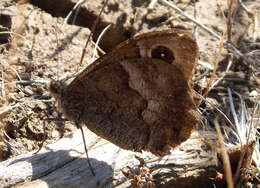 Neohipparchia statilinus resmi