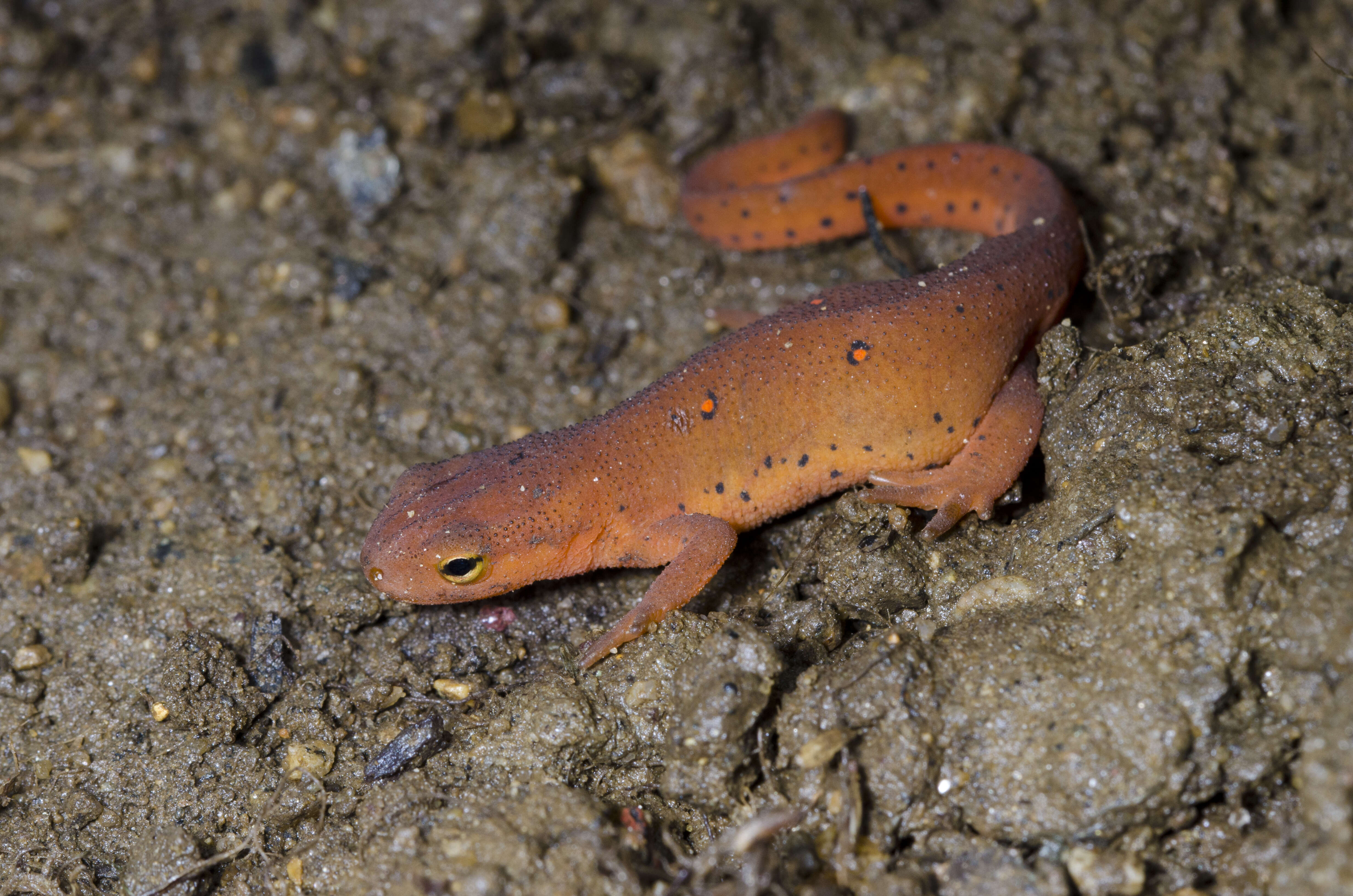 Sivun Notophthalmus Rafinesque 1820 kuva