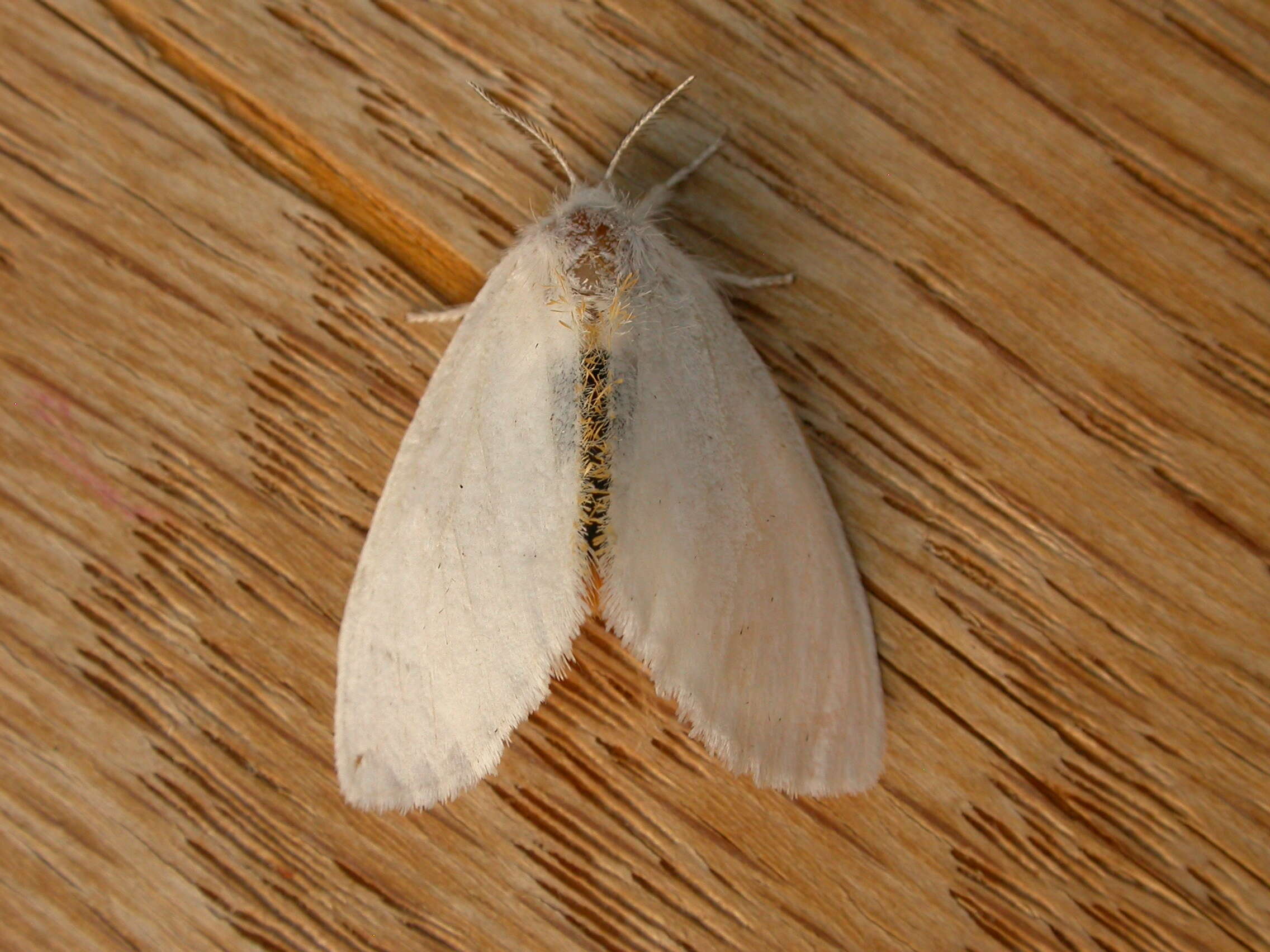 Слика од Euproctis melanosoma Butler 1882