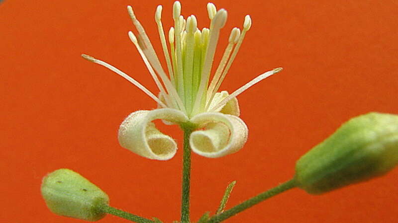 Image of Clematis brasiliana DC.