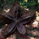 Image of Sloanea fragrans Rusby