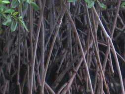 Image of mangrove