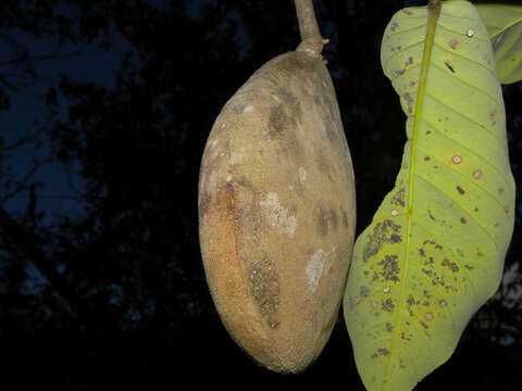 Image de Aspidosperma myristicifolium (Markgr.) Woodson