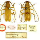 Image of Stromatium alienum Pascoe 1857