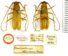 Image of Stromatium alienum Pascoe 1857