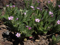 Imagem de Phlox gracilis (Douglas ex Hook.) Greene