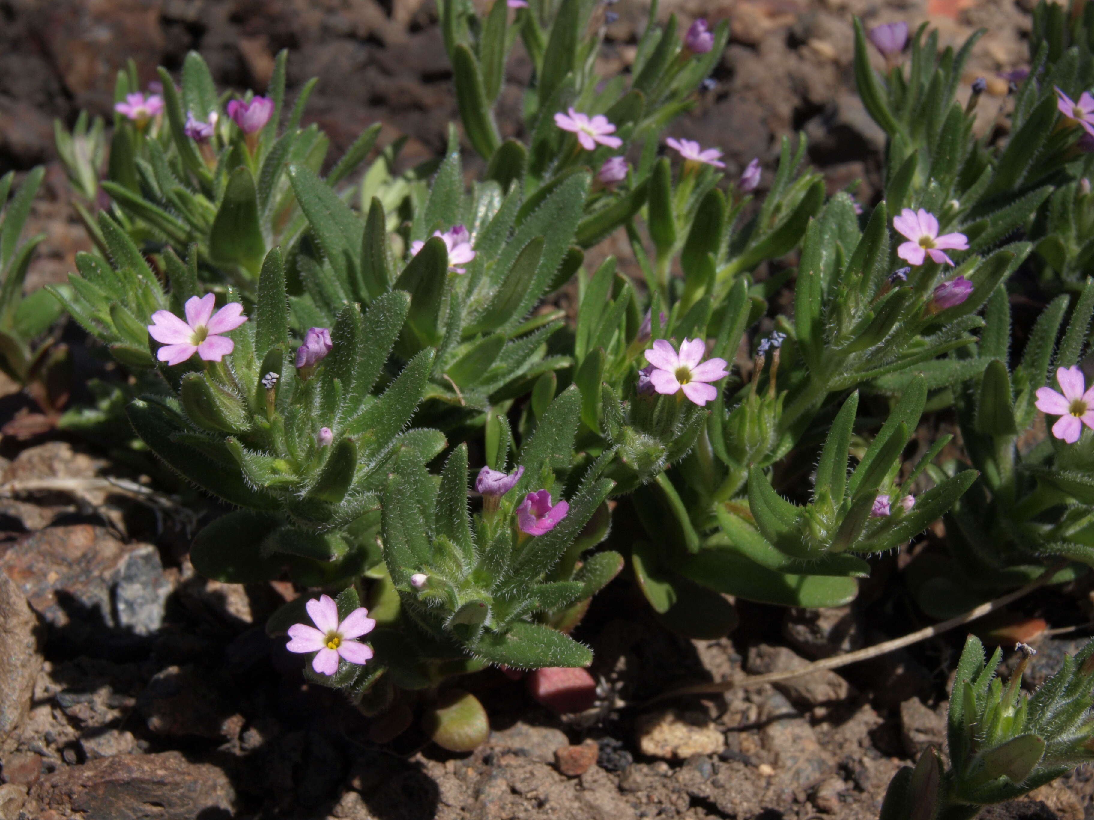 Image of slender phlox