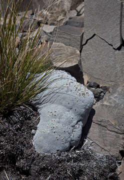 Image of Vegetable sheep