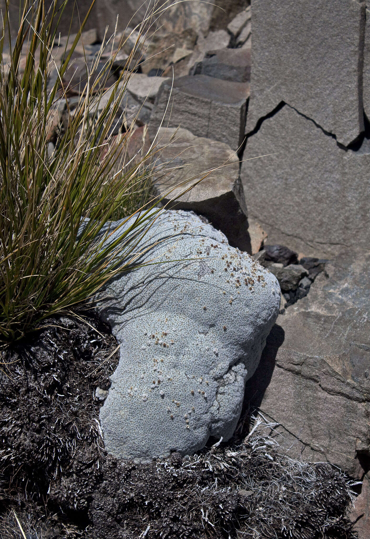 Image of Vegetable sheep