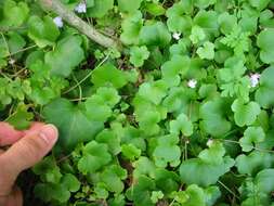 Image of Ivy-leaved Toadflax