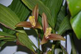 Image of lycaste