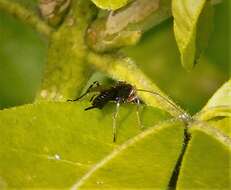 Image of Pimpla turionellae (Linnaeus 1758)