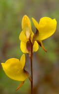 Слика од Utricularia juncea Vahl