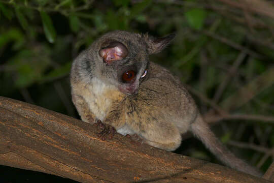 Image de Galago moholi A. Smith 1836